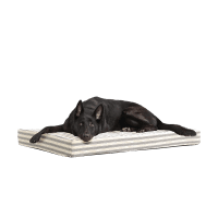 Barkbox Orthopedic Memory Foam Platform Dog Bed review