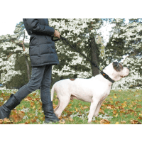 Taglory Soft Padded Handle Reflective Dog Lead Product Photo 1