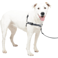 PetSafe Deluxe Easy Walk Night Safety Harness review