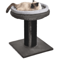 Amazon Basics Cat Scratching Post with Bed review