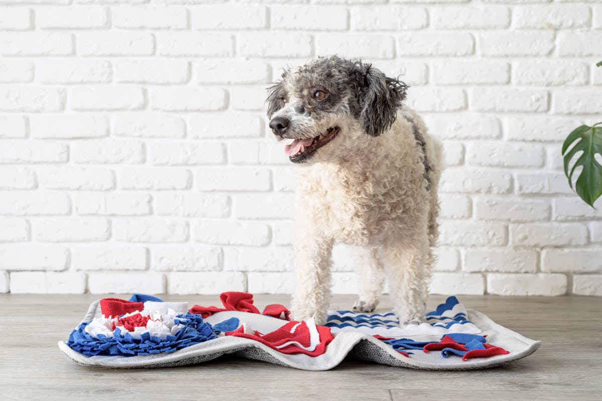 tapis de reniflement pour chiens