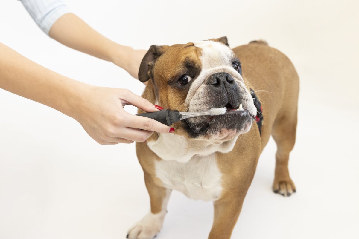 golosinas dentales para perros