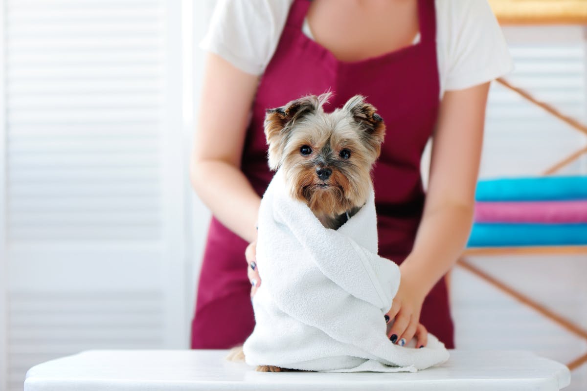 shampooing sec pour chien