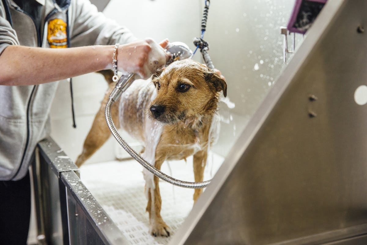 shampooing médicamenteux pour chien