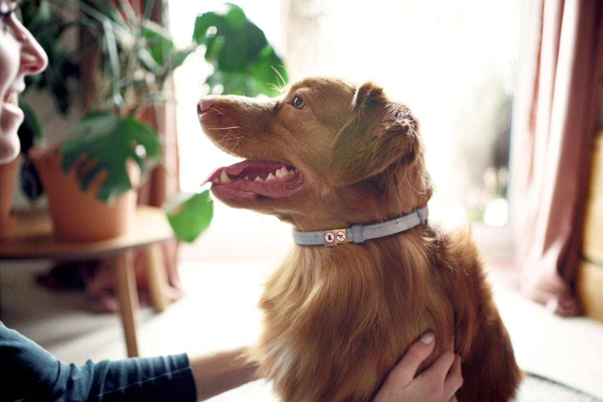 collier anti-puces pour chiens