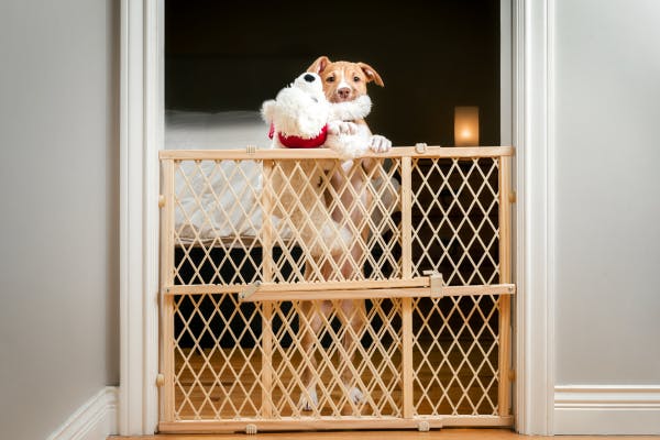 Creating Safe Spaces: How Retractable Dog Gates Keep Your Pet Secure