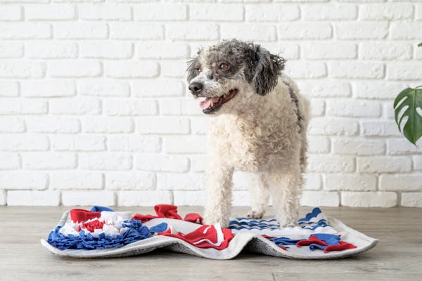 Integrando una alfombra Snuffle en la rutina de comida de tu perro: consejos y trucos