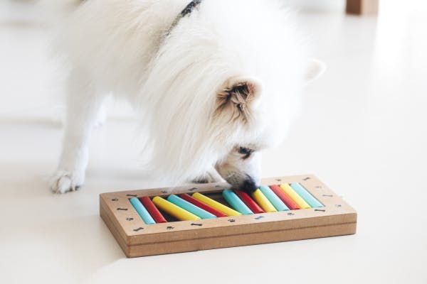 Comment les jouets-énigmes interactifs aident à stimuler le cerveau de votre chien