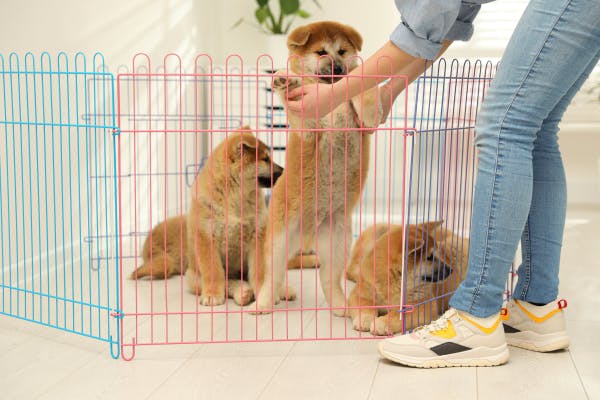 How to Create the Perfect Play Area with a Dog Playpen