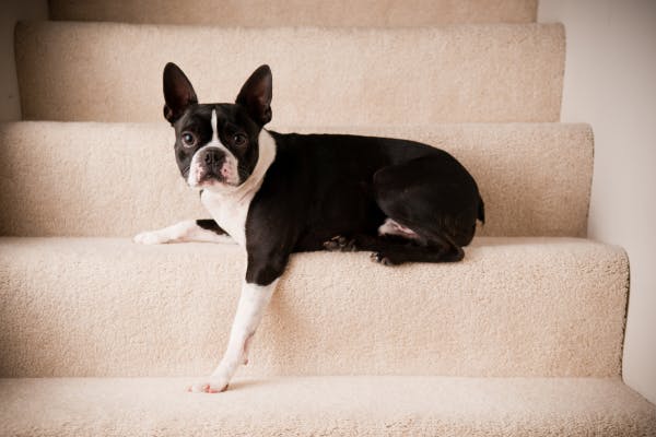 Diferentes tipos de barreras para perros para sus escaleras