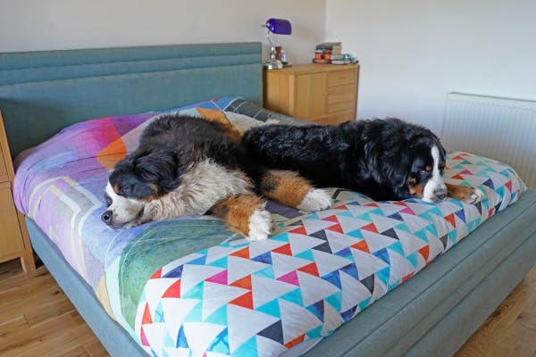 Todos los diferentes estilos y materiales disponibles para camas grandes para perros