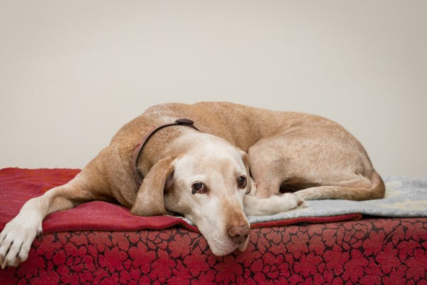 Cómo las camas ortopédicas para perros ayudan a los perros con artritis