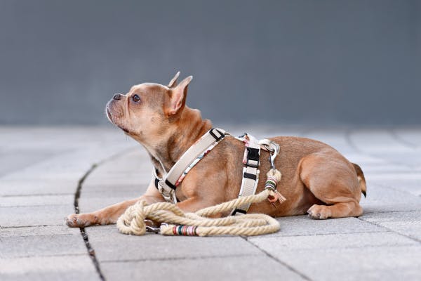 Descubriendo las ventajas y desventajas de los materiales y diseños de correas para perros de cuerda