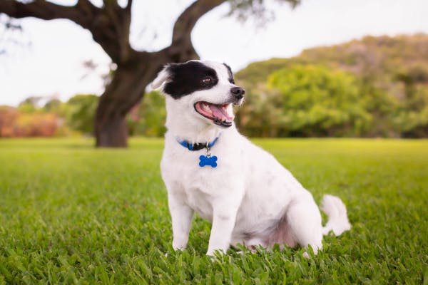 Colliers Martingale pour chiens: avantages, comment utiliser, et sécurité